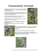 Pflanzensteckbrief-Natternkopf.pdf